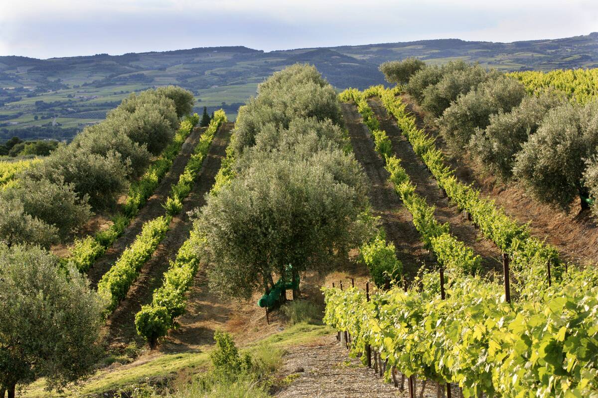 Vineyards, Col d'ey, Buis-les-Baronnies, Rhne-Alpes, France